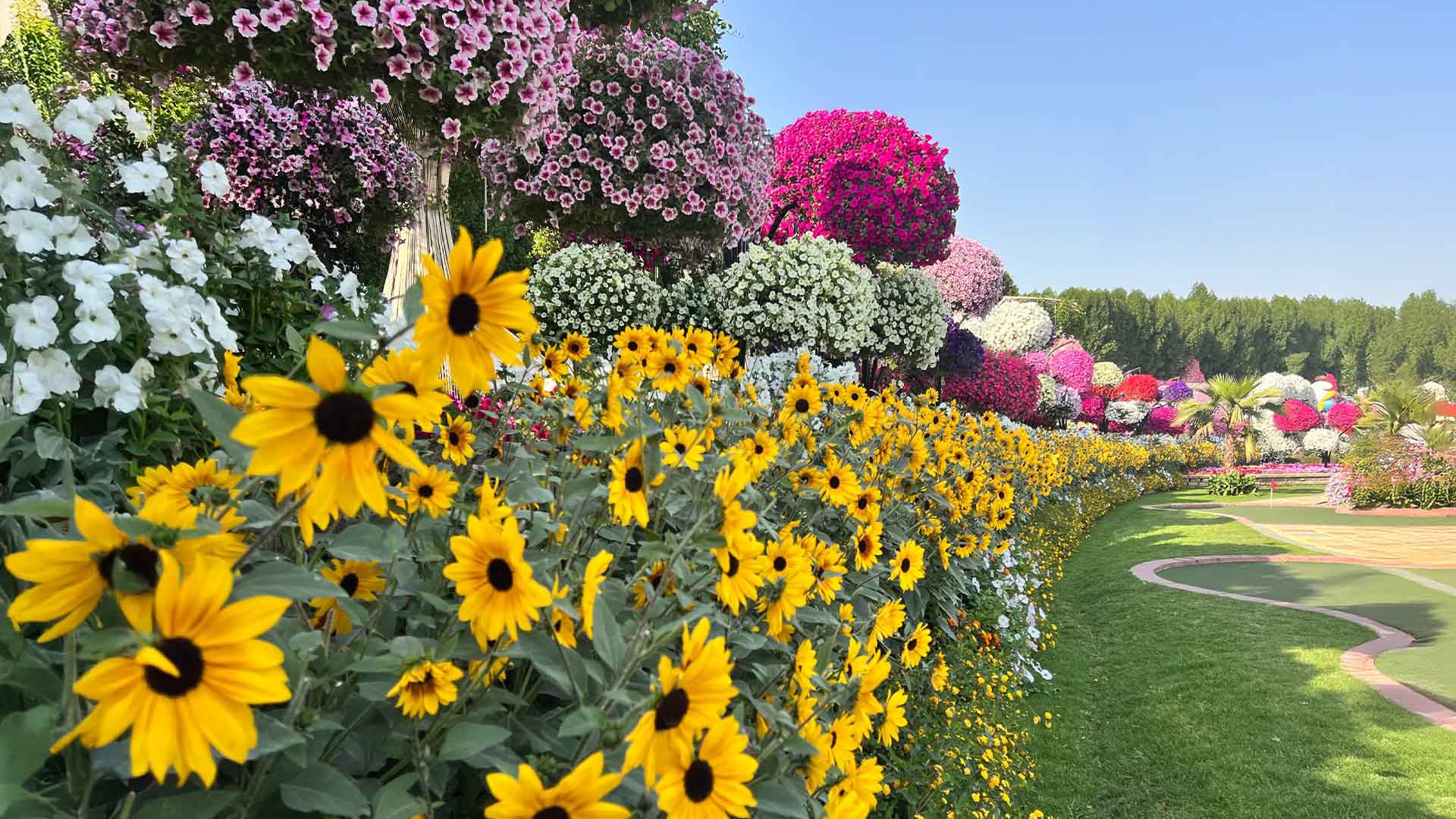 Sunflower Field — photo 1
